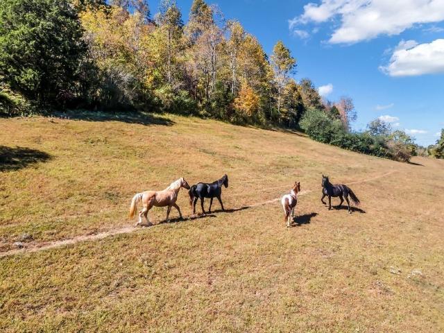 Land for sale in Campbellsville, Lynnville