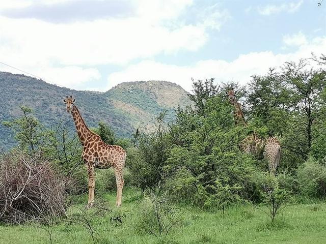 Farm for sale in Koppies, Free State