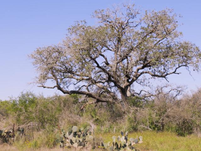 Land for sale in Moore, Frio County