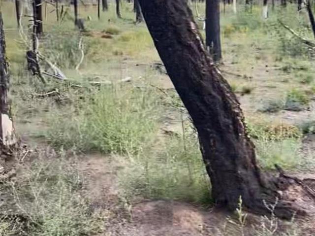 Land for sale in Fort Garland, Costilla County