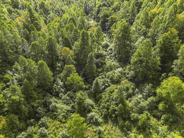 Land for sale in Webbville, Kentucky