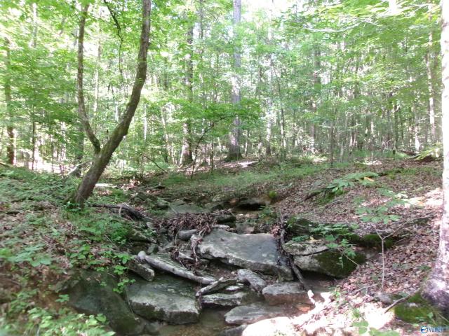 Land for sale in Scottsboro, Alabama
