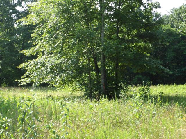 Land for sale in Tennessee