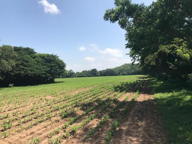 Rancho en venta en Jiquipilas