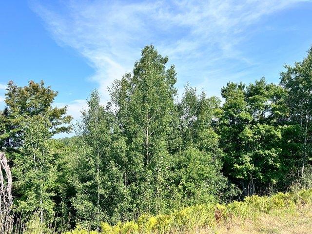 Land for sale in Vilas, Wisconsin