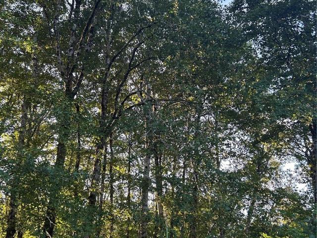 Land for sale in Grayland, Washington
