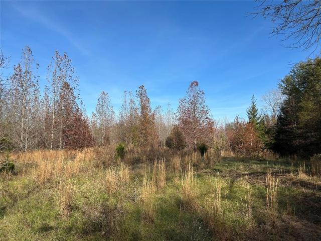 Land for sale in Bogata, Texas