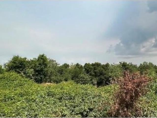 Land for sale in Wimauma, Florida