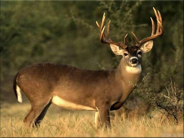 Land for sale in Ark