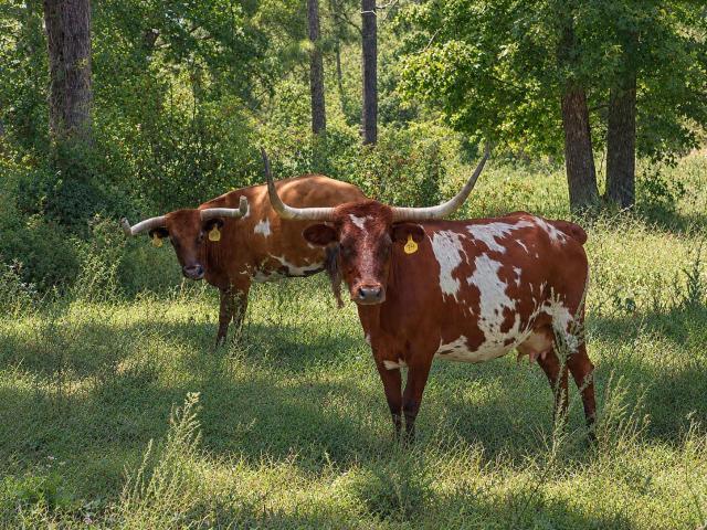 Farm for sale in Howell, Missouri