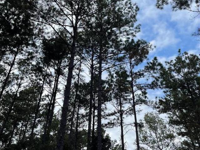 Land for sale in Chester, Texas