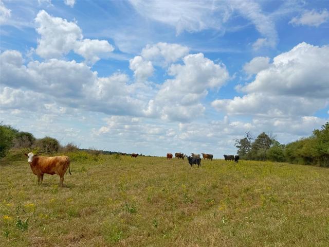 Land for sale in Leon, Texas