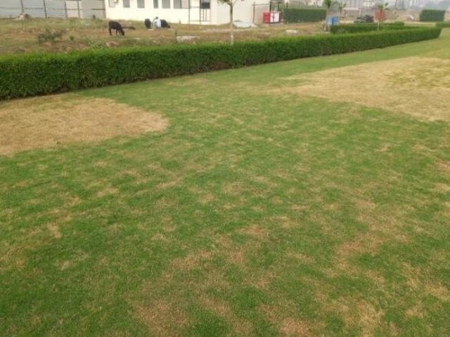 Land for sale in Mohari, Punjab