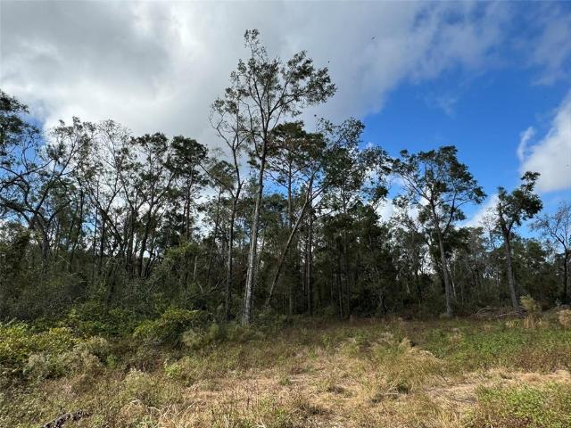 Land for sale in Suwannee, Florida