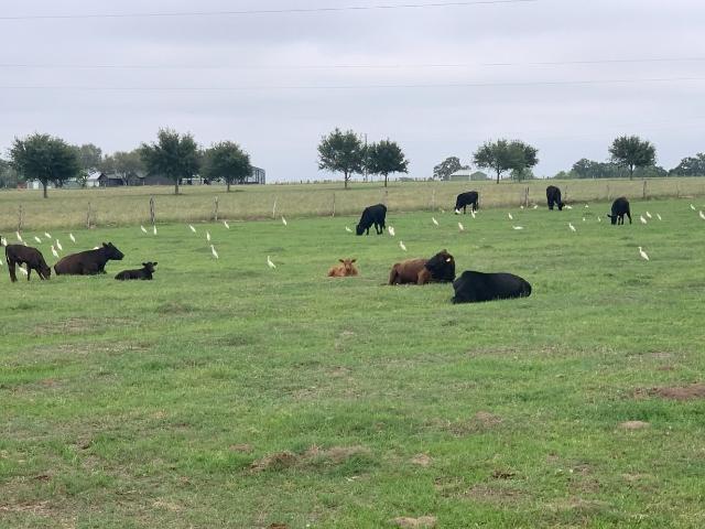 Land for sale in Glidden, Texas