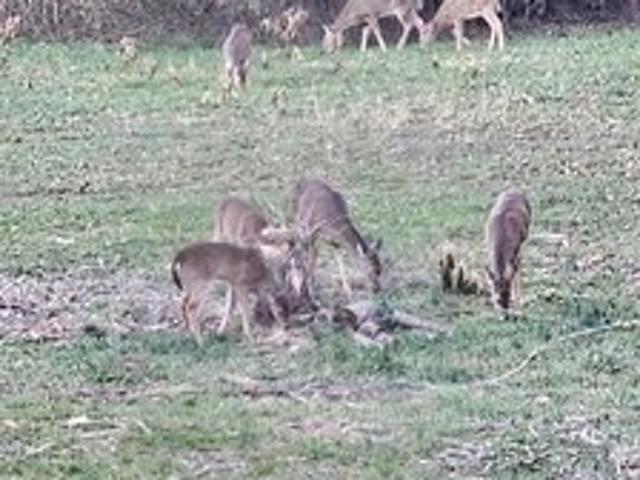 Land for sale in Bond, Illinois