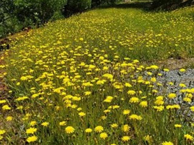 Land for sale in Georgetown, California