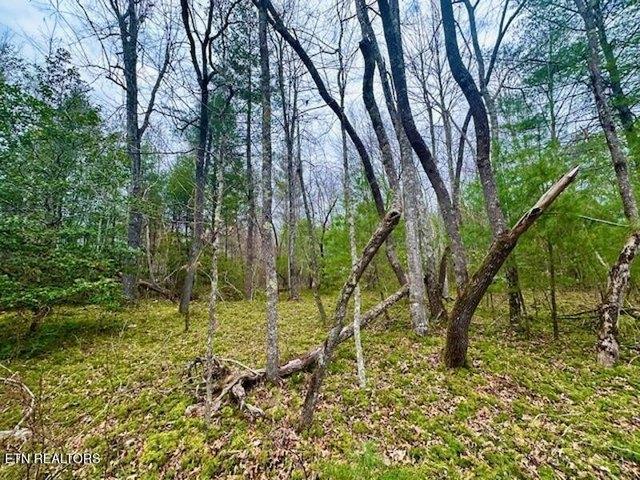 Land for sale in Sunbright, East Tennessee