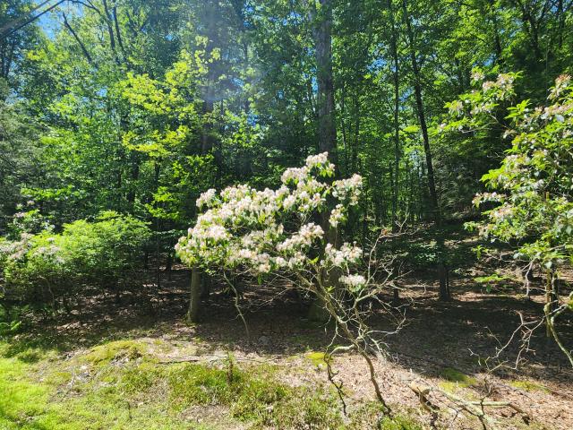 Land for sale in Greentown
