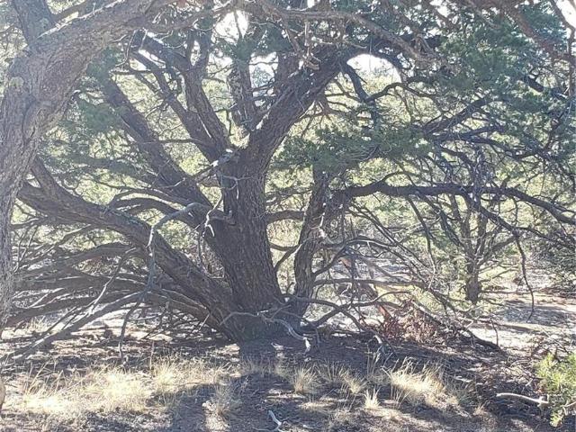 Land for sale in Mosca