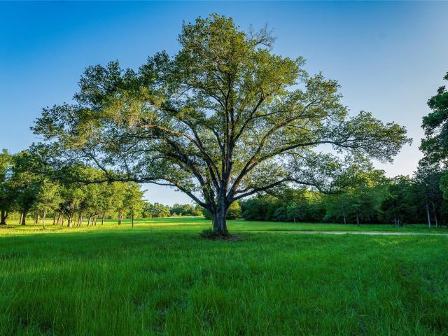 Farm for sale in Lexington, Texas