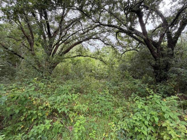 Land for sale in Bay Saint Louis, Mississippi