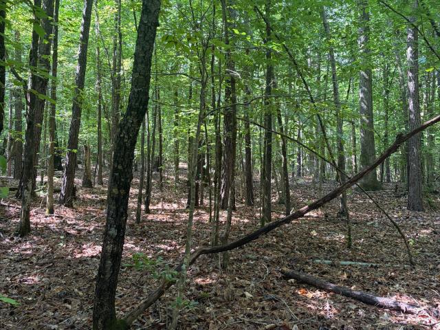 Land for sale in Baldwin, Georgia