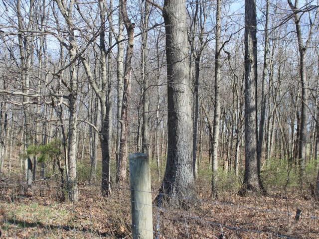 Land for sale in Cynthiana, Kentucky