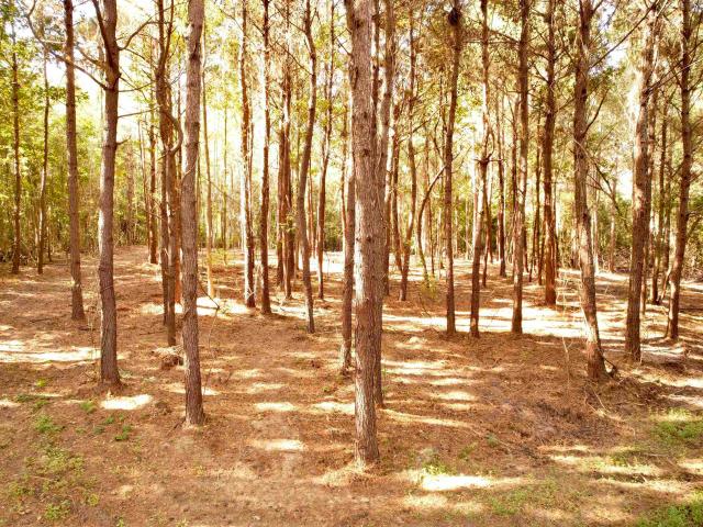 Land for sale in Johnsonville, South Carolina