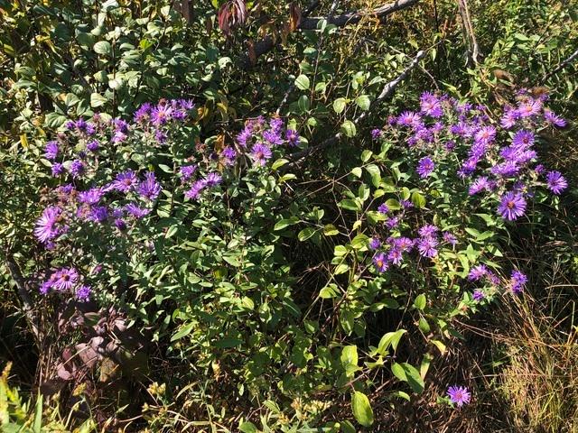Land for sale in Illinois
