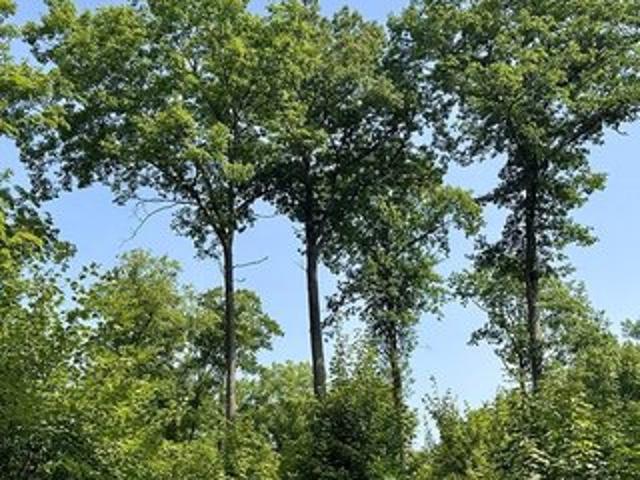 Land for sale in Swiss, Wisconsin