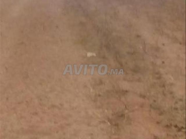 Propriété vente à Sidi Bennour, Gharb-Chrarda-Beni Hssen