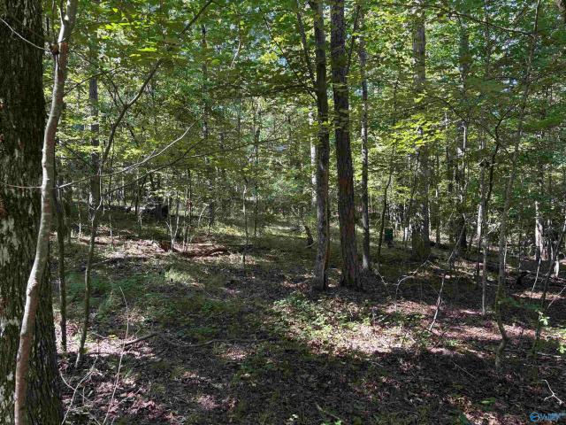 Land for sale in Mentone, Alabama