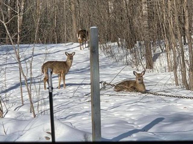 Land for sale in Pine City, Minnesota