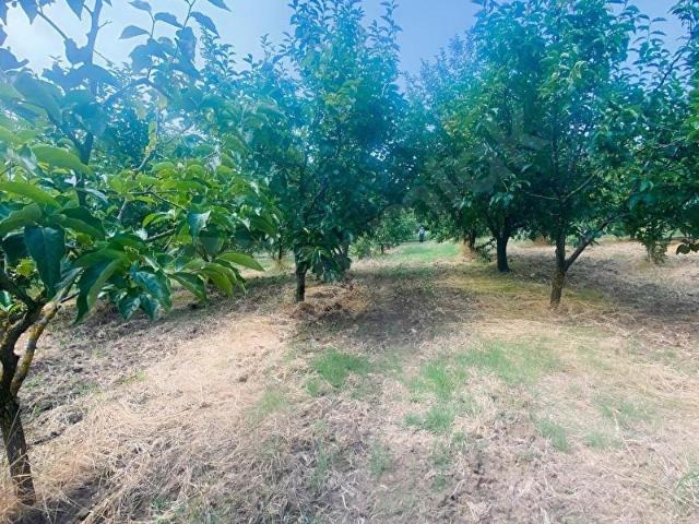 Çiftlikköy, Yalova içerisinde satılık Arsa