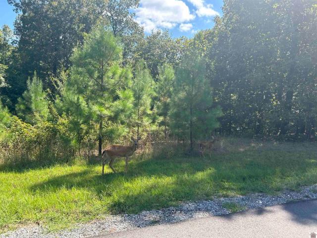 Land for sale in Murray, Kentucky