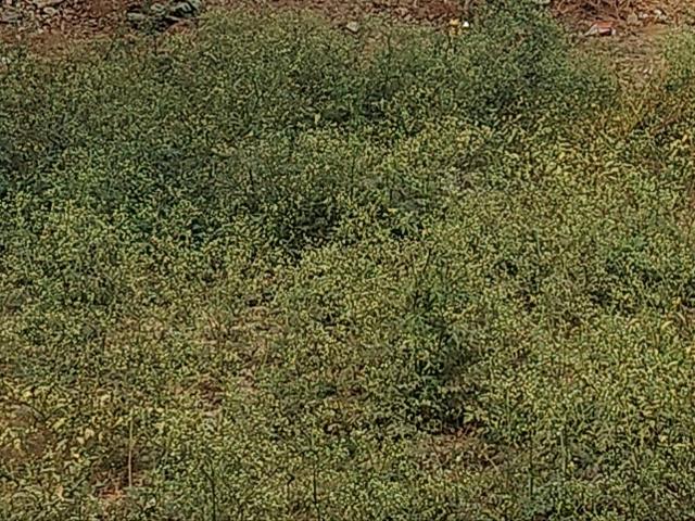 Land for sale in Bahadurgarh, Haryana