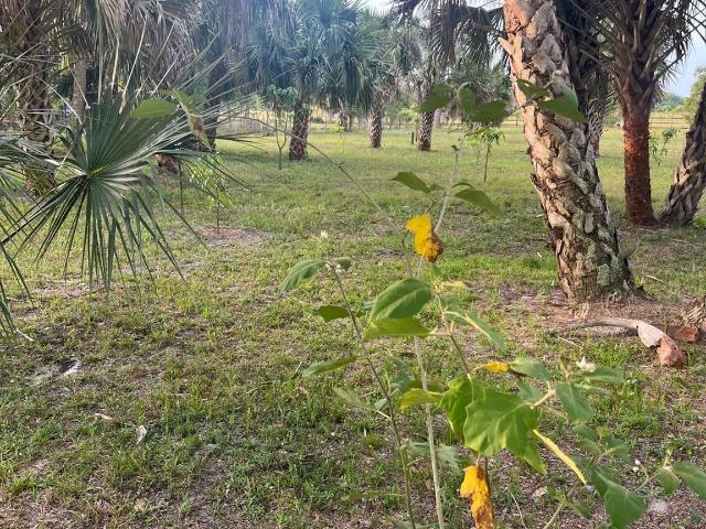 Land for sale in Okeechobee, Florida