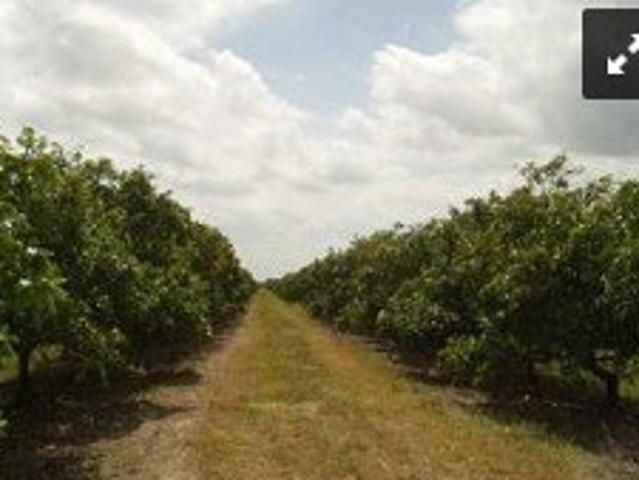 Land for sale in Fellsmere, Florida