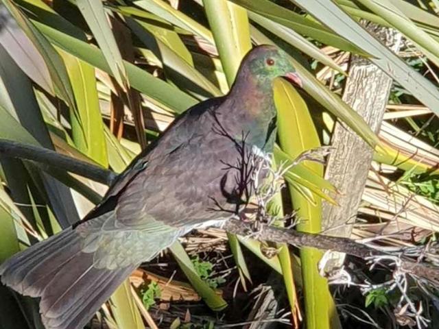 House for sale in Aotea Great Barrier, Great Barrier Island
