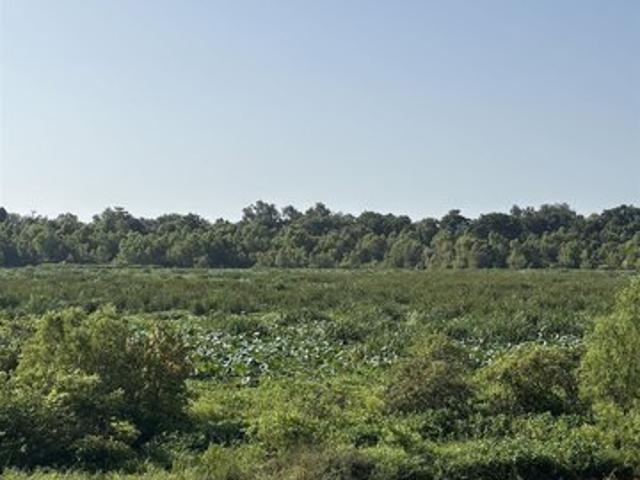 Land for sale in Jarreau, Louisiana