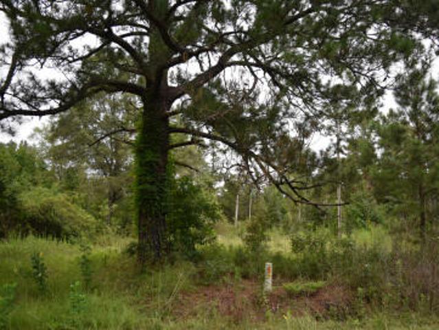 Land for sale in Kingstree, South Carolina