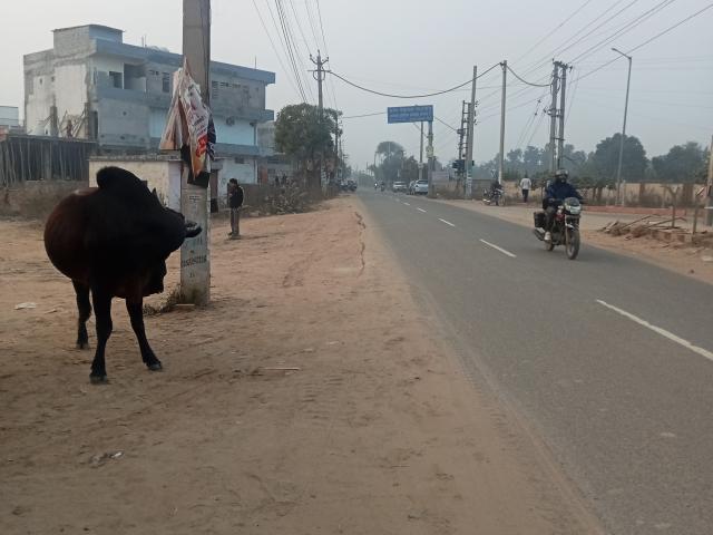 Land for sale in Hariana