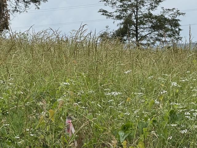 Land for sale in Tennessee