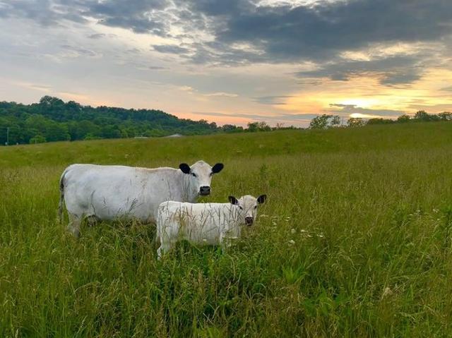 Farm for sale in Georgetown, Kentucky