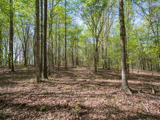 Land for sale in Lynnville, Middle Tennessee