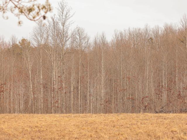 Land for sale in Tennessee