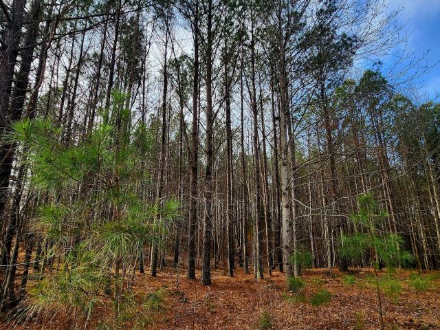 Land for sale in Tennessee