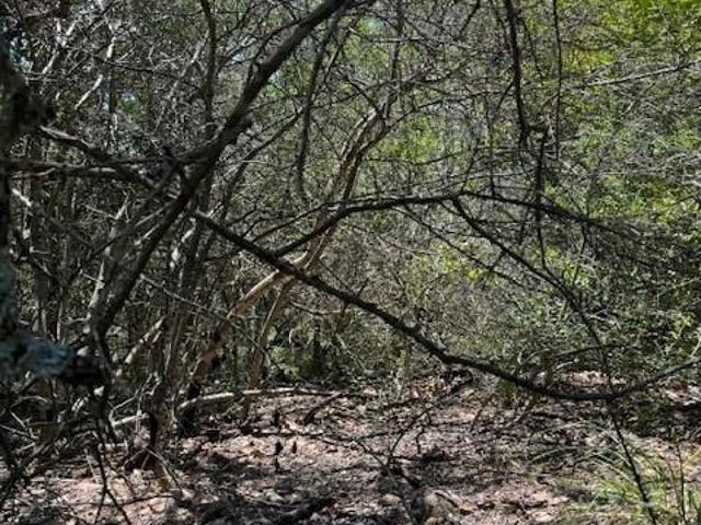 Land for sale in Bastrop, Texas