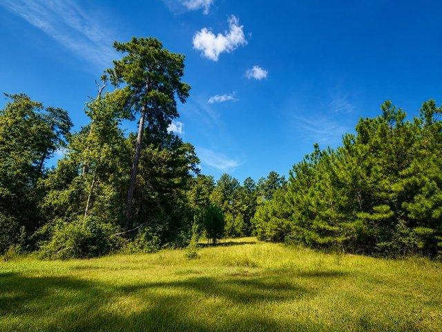 Land for sale in Willis, Texas